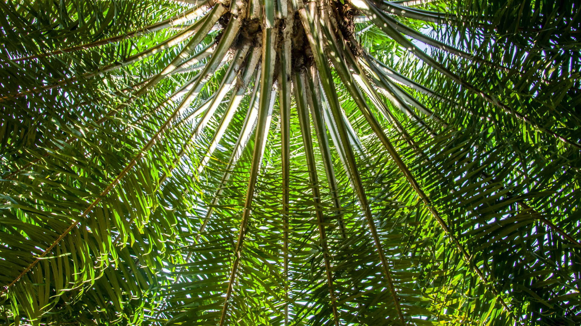 Vue en plongée d'un palmier